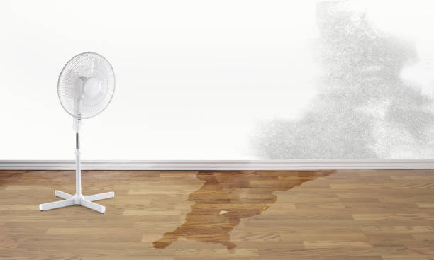 Best Carpet water damage restoration  in Milbank, SD