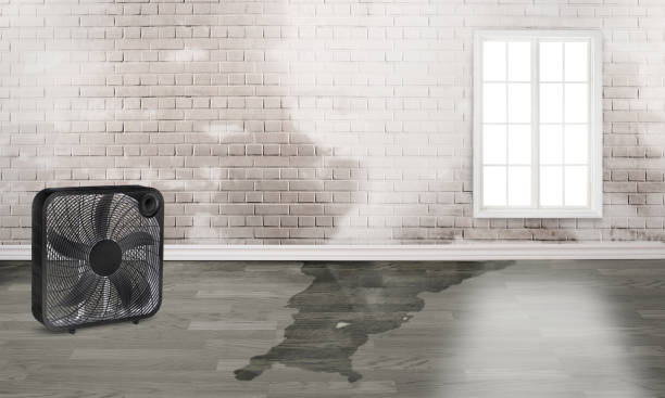 Best Water damage cleanup near me  in Milbank, SD