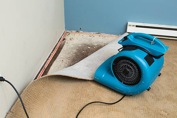Best Water damage restoration mold remediation  in Milbank, SD